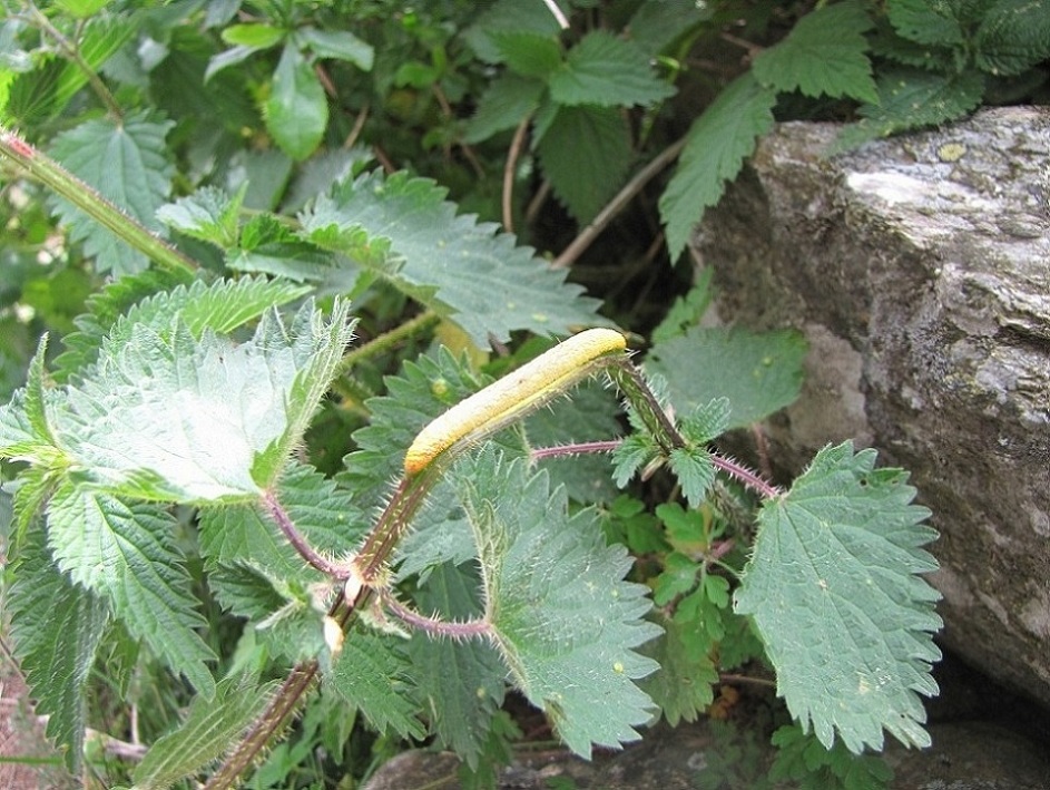 Strana cosa gialla